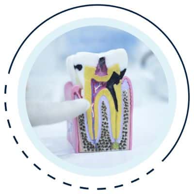 A look at the anatomy of a tooth 2 The anatomy of a tooth